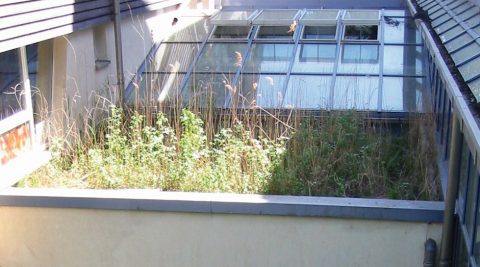 Dårligt vedligeholdte grønne tagflader