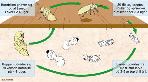 Livscyklus for alm. borebille (Anobium punctatum)