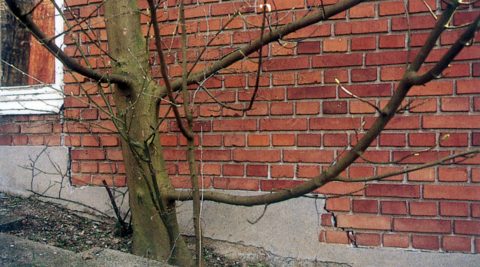 Revner i mur forårsaget af et træ