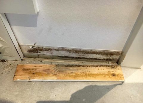 Skimmelsvampevækst på gipsplader