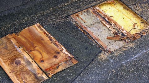 En åbnet nordvendt tagflade med råd/svampeskader